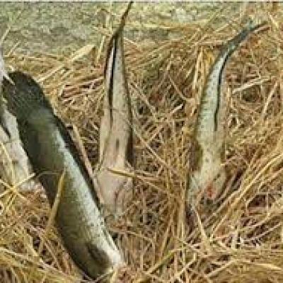 CÁ LÓC NƯỚNG TRUI